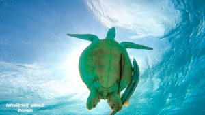 恩納村 ダイビングライセンス