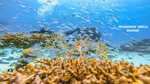 恩納村 ダイビングライセンス