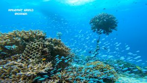 恩納村 ダイビングライセンス