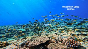 万座ダイビング