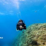 沖縄恩納村万座でファンダイビング！軽石増えてきました・・