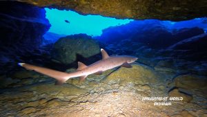 沖縄　ダイビング