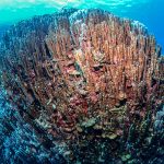 辺野古 大浦湾でダイビング!青サンゴがたくさん!!