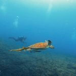 新年初！沖縄恩納村万座でファンダイビング！！