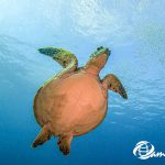 沖縄恩納村真栄田 モグリンでカメパラダイス。