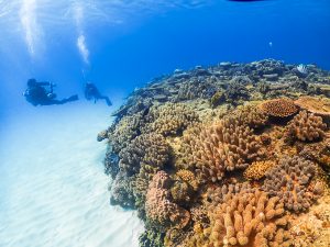 ゴリラチョップでダイビング!冬場の強い味方ゴリラチョップ!