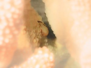 カサイダルマハゼ