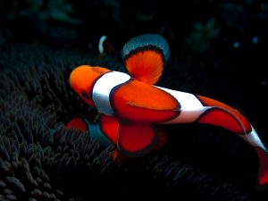 カクレクマノミ