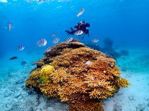 恩納村 ダイビングライセンス