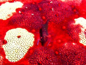 ヒトデヤドリエビ