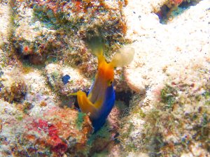 ハナヒゲウツボ