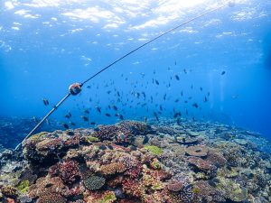 恩納村万座でファンダイビング！久しぶりのドリームホール。