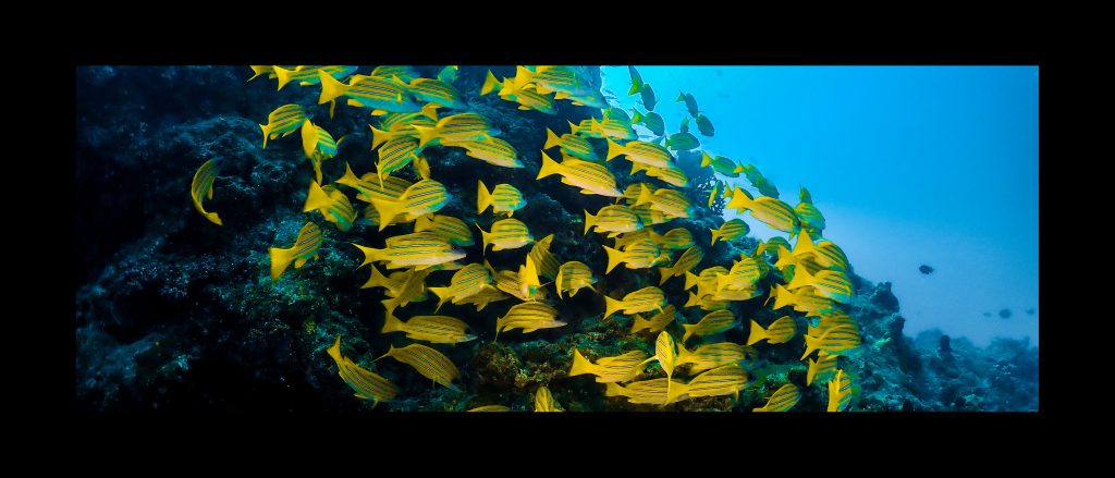 恩納村 ダイビングライセンス