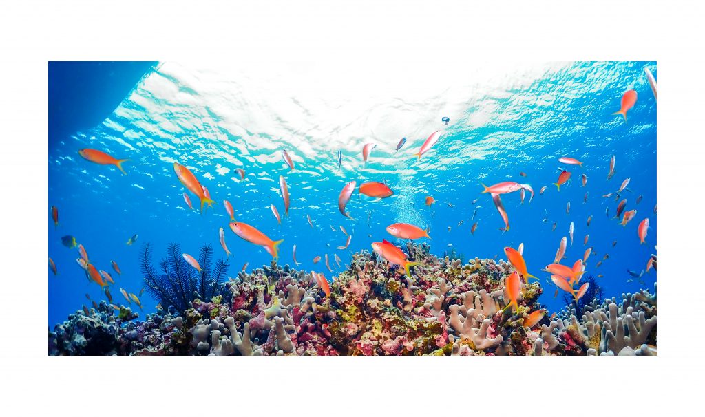 恩納村 ダイビングライセンス