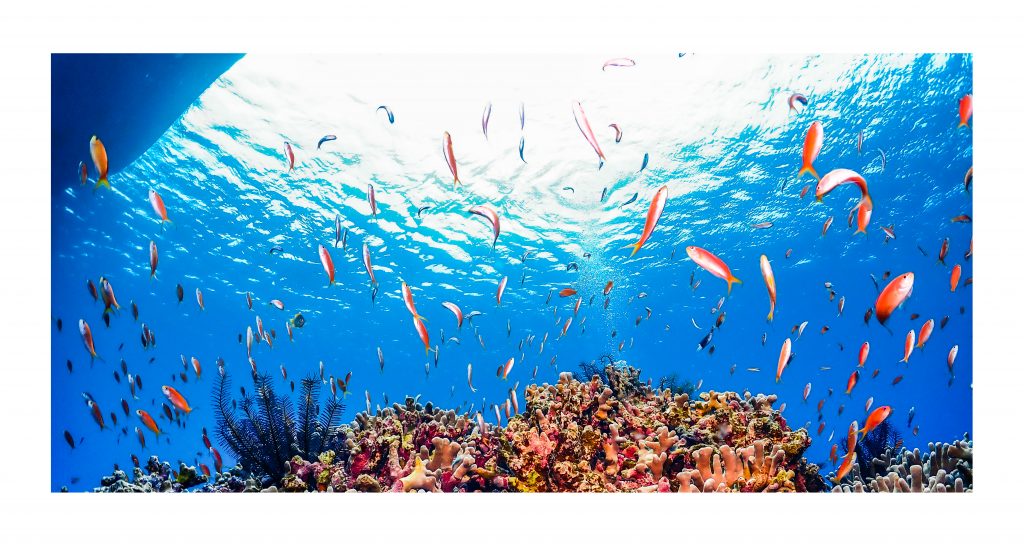 恩納村 ダイビングライセンス