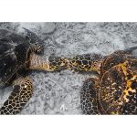 石垣島でダイビング!ダイビングツアーの下見!