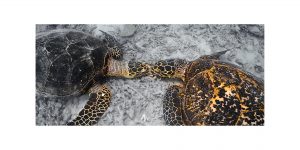 石垣島でダイビング！ダイビングツアーの下見！