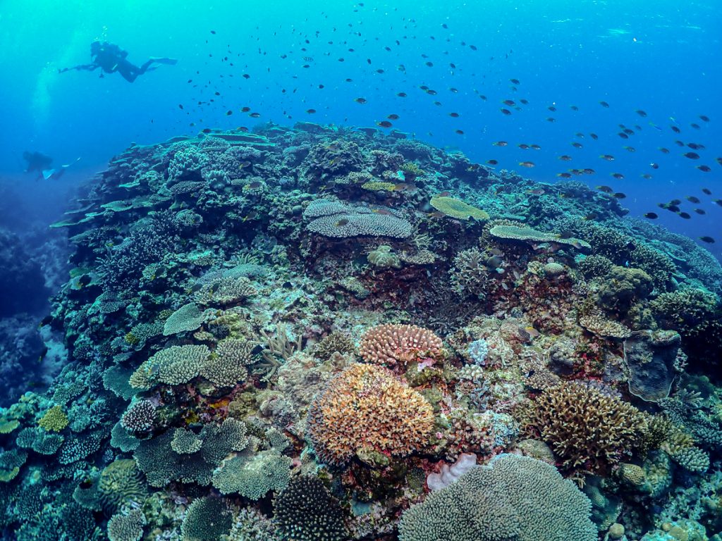 沖縄 ダイビングライセンス