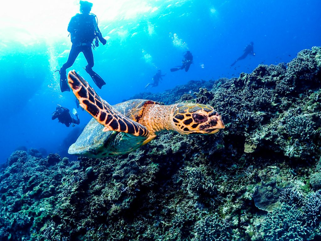 沖縄 ダイビングライセンス