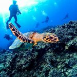 夏日で凪、ケラマ諸島でファンダイビング!