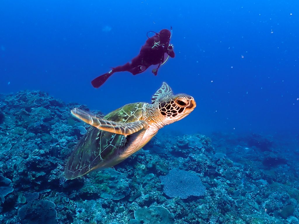 沖縄　ダイビングライセンス