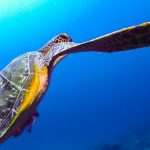 恩納村青の洞窟でお久しぶりのファンダイビング！