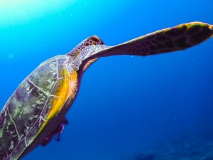 恩納村青の洞窟でお久しぶりのファンダイビング!