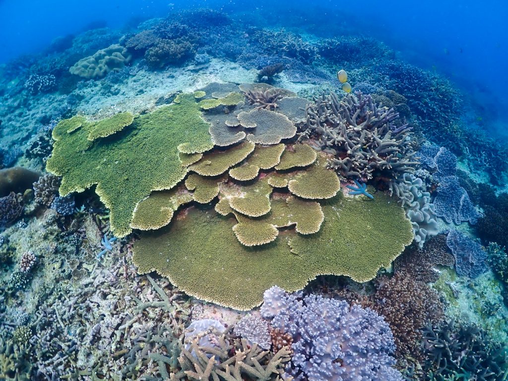 沖縄　ダイビングライセンス