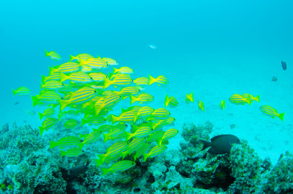 沖縄 ダイビング