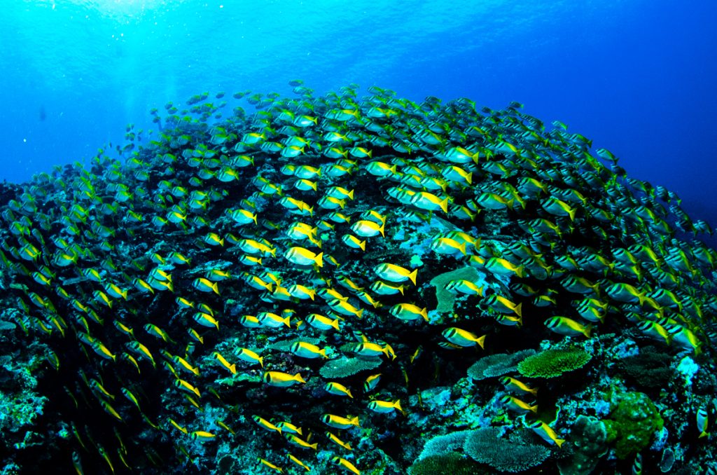 沖縄 ダイビング