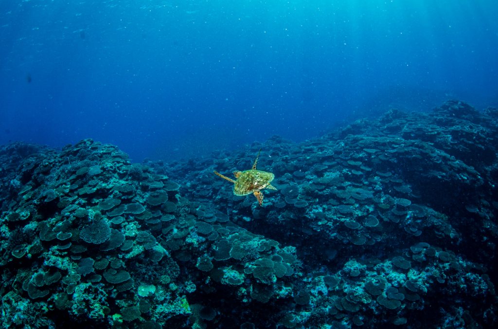 沖縄 ダイビング