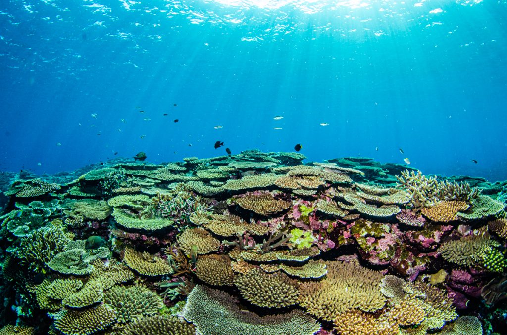 沖縄 ダイビング