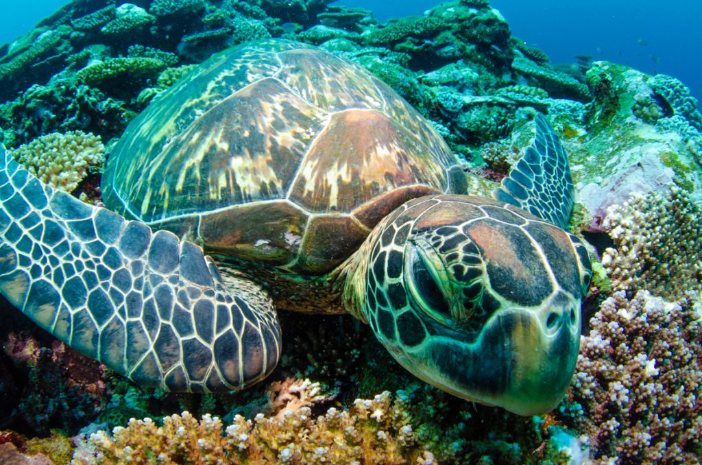 沖縄 ダイビング