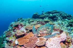 石垣島ツアーから帰ってきました！