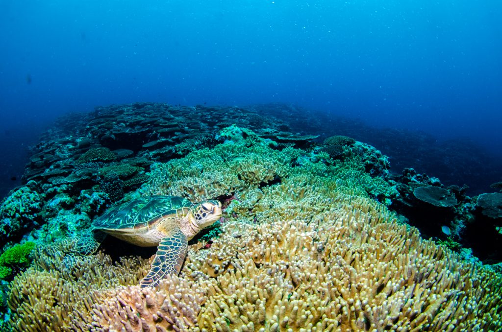 沖縄 ダイビング