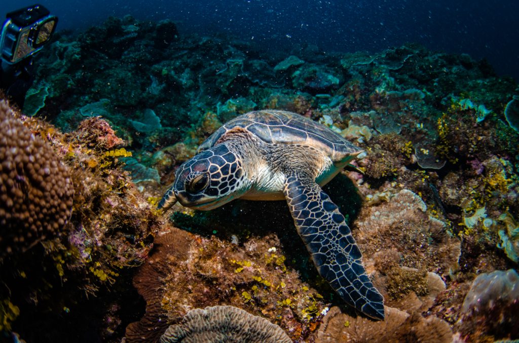 恩納村 ダイビングライセンス
