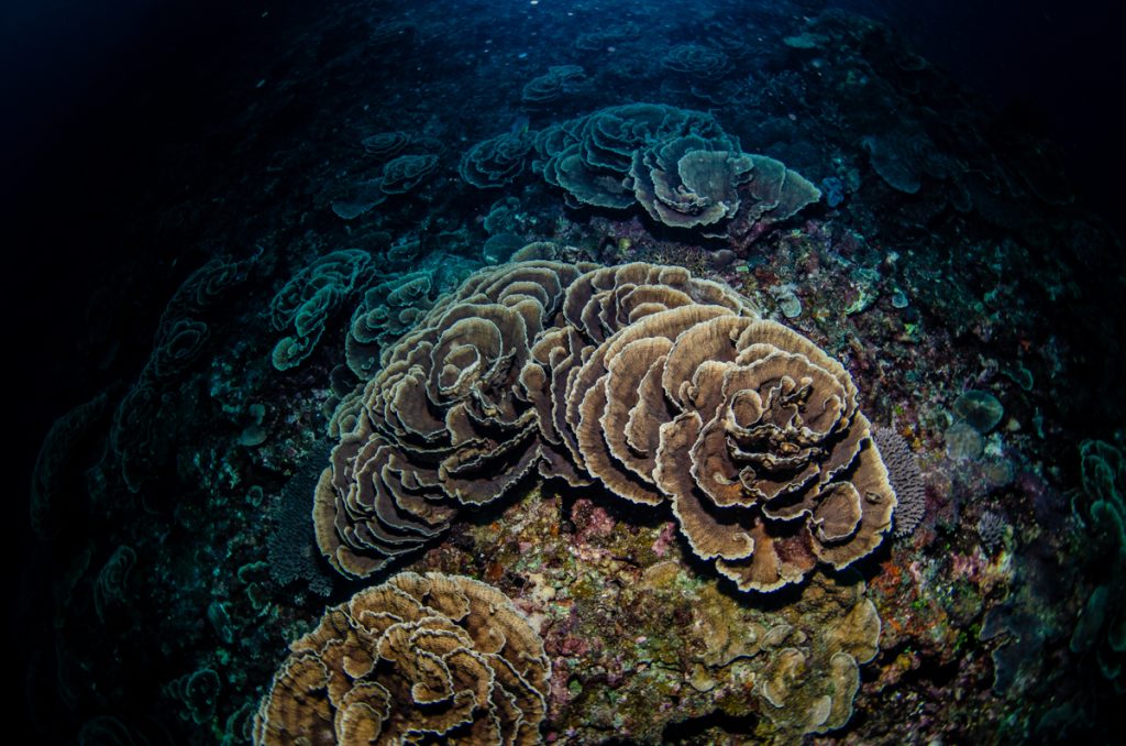 恩納村 ダイビングライセンス