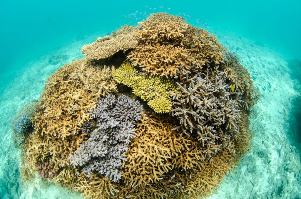 沖縄　ダイビングライセンス