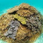 社員旅行で沖縄ダイビング！