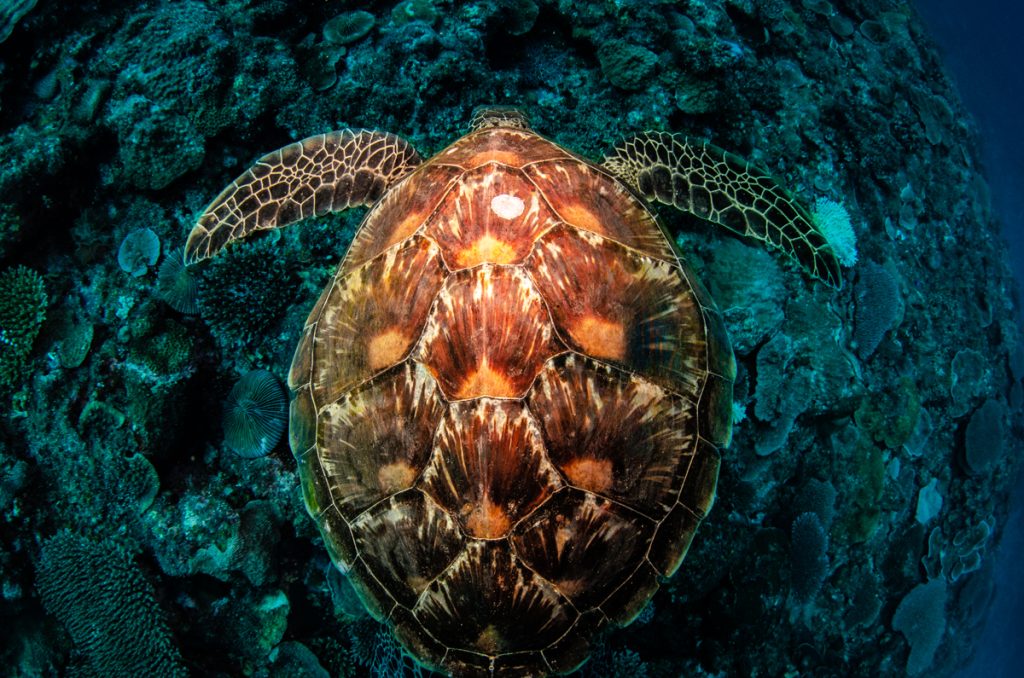 沖縄　ダイビングライセンス