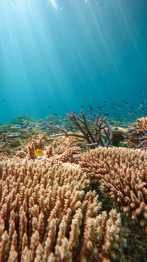 恩納村 ダイビングライセンス