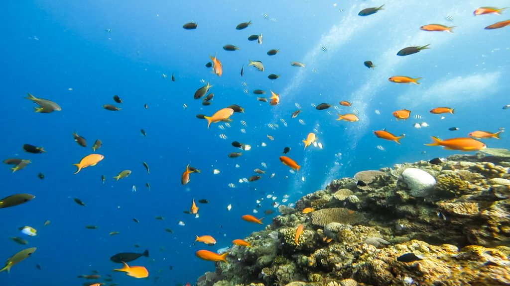 沖縄 ダイビングライセンス