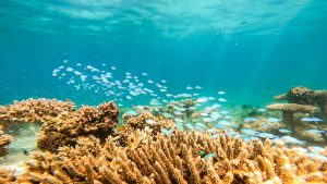 久しぶりの沖縄恩納村でダイビング！