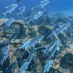 久しぶりGTポイントでダイビング!