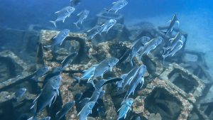 久しぶりGTポイントでダイビング！