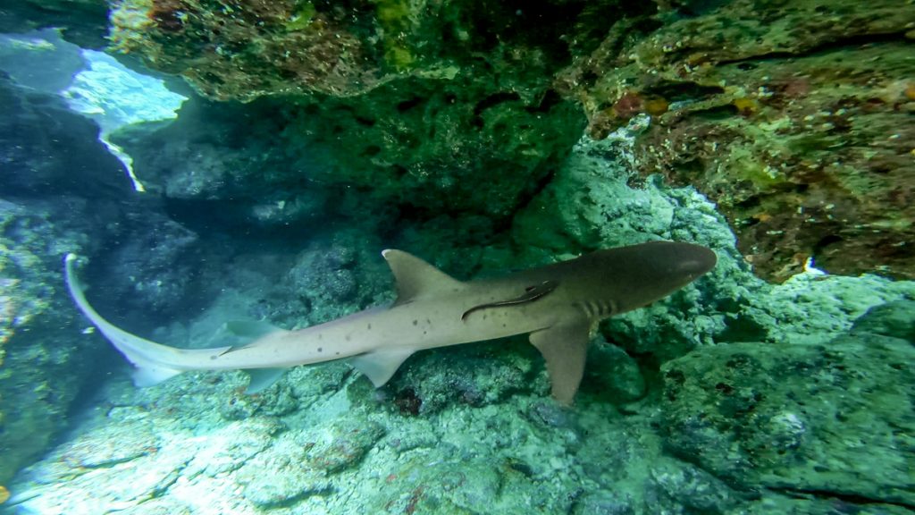 沖縄 ダイビングライセンス