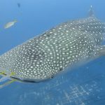 沖縄 読谷村 ジンベエザメと初ダイビング