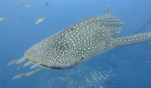 沖縄　読谷村　ジンベエザメと初ダイビング