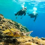 沖縄真栄田岬でウミガメファンダイビング!