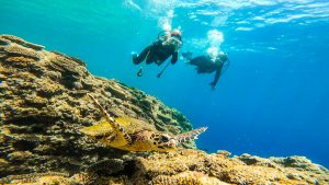 沖縄真栄田岬でウミガメファンダイビング!